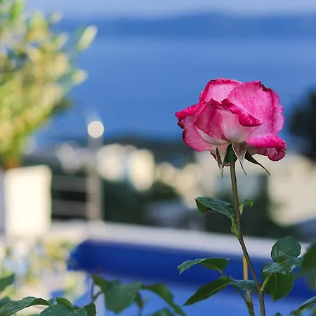 Levanda Makarska
