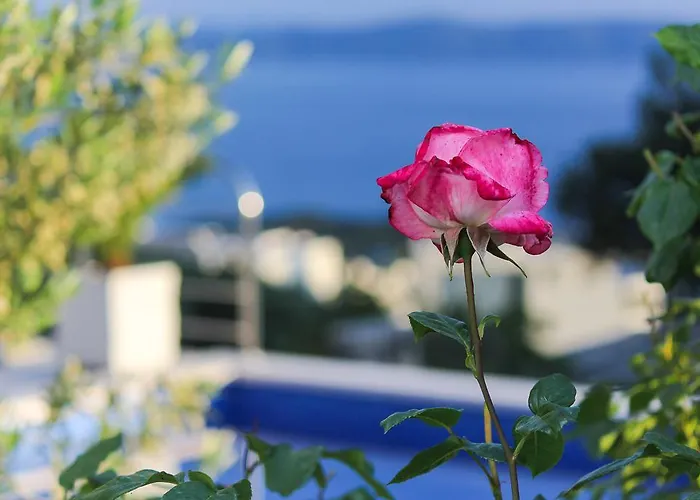 Levanda Μακάρσκα